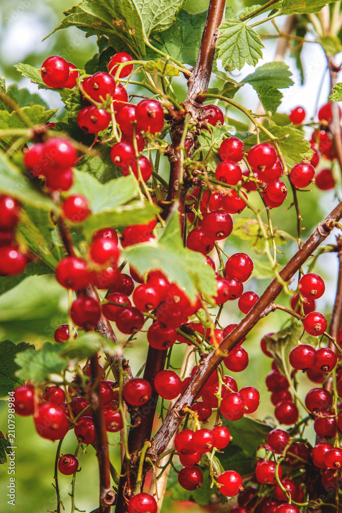 Obraz premium different coloured flowers in the night