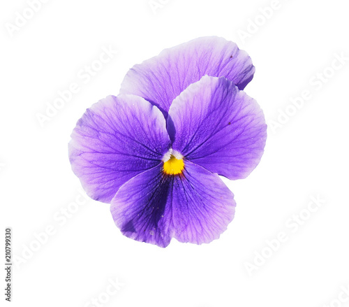 Violet flower of garden pansy (Viola) isolated on white background.    © gratysanna