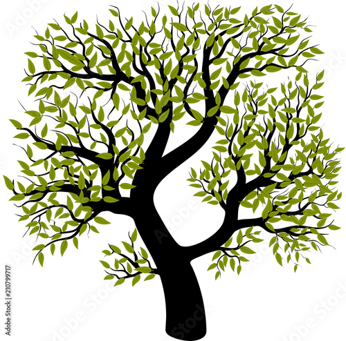 Tree isolated on white background