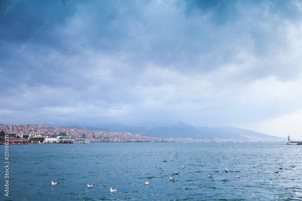 Fototapeta premium Floating seagulls. Izmir, Turkey