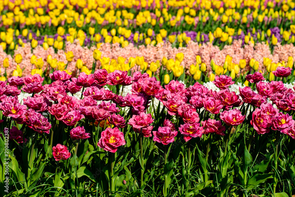 Flower narcissus background. Amazing view of bright fresh beauti Flower narcissus background. Amazing view of bright fresh beauti