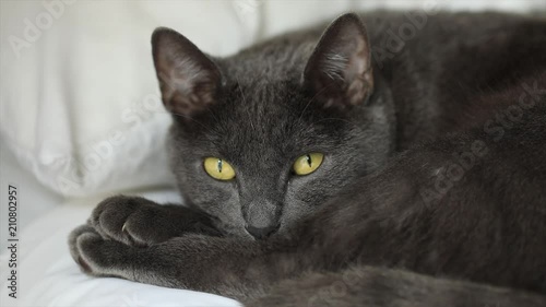 CAT 4