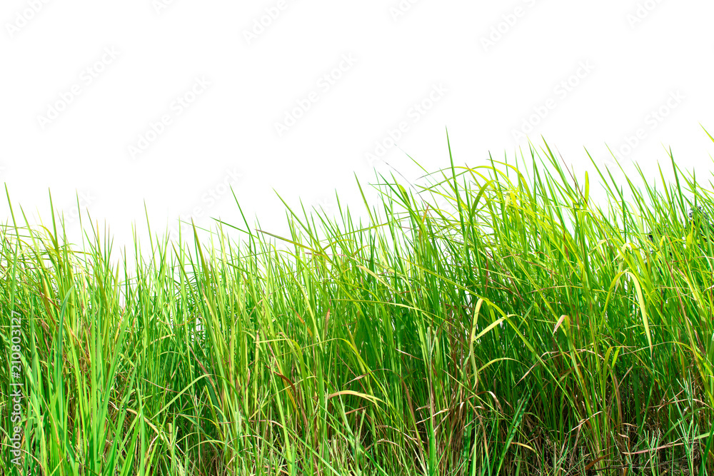 Fototapeta premium Green grass isolated on white background.