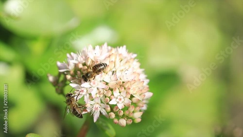 HONEY BEE 2