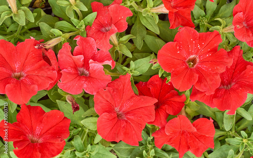 many bright young flowers petunia