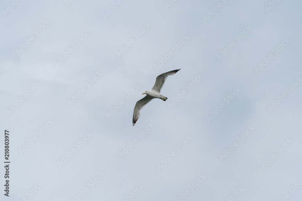 Seagull flying against cloudy sky background Seagull flying against cloudy sky background