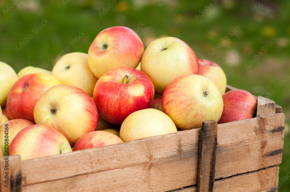Red ripe apples Red ripe apples