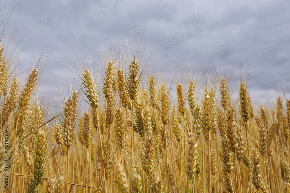 ears of golden wheat against the gray sky ears of golden wheat against the gray sky