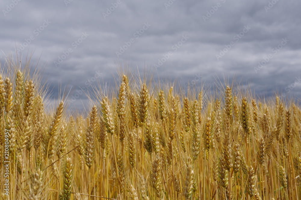 ears of golden wheat against the gray sky ears of golden wheat against the gray sky