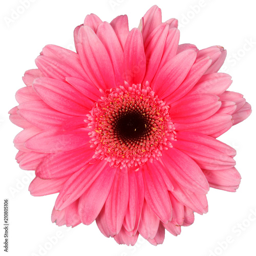 One pink gerbera flower isolated on white background © olgasparrow
