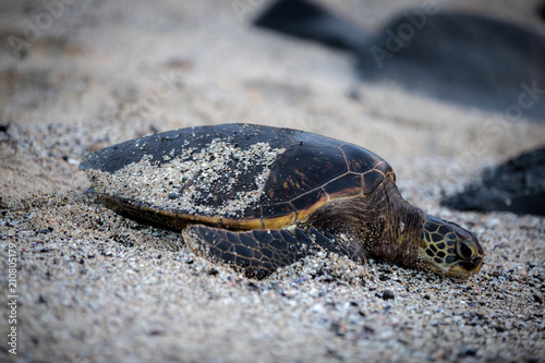 Sea Turtle sun taning 