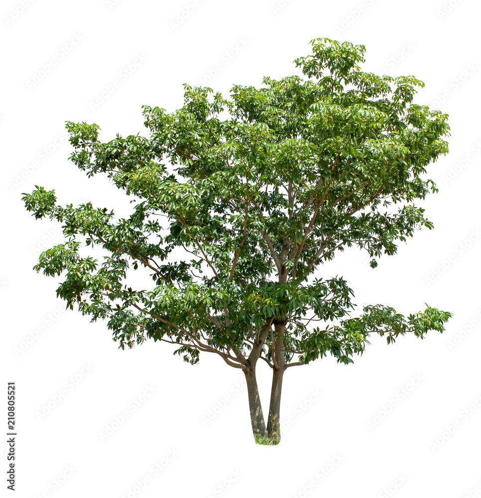 Obraz premium Isolated Tree on white background ,Suitable for use in landscape design, Tree from thailand, Asia