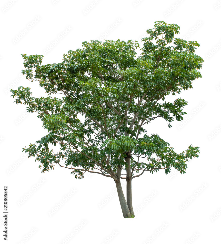 Isolated Tree on white background ,Suitable for use in landscape design, Tree from thailand, Asia