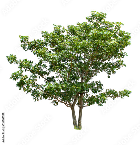 Isolated Tree on white background ,Suitable for use in landscape design, Tree from thailand, Asia