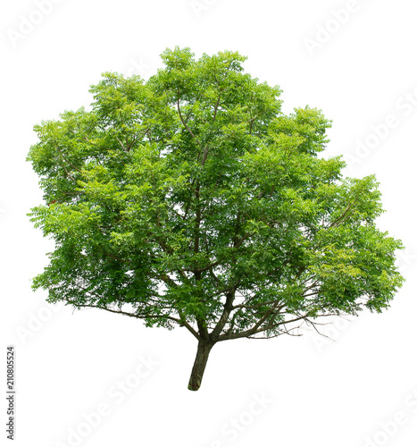 Isolated Tree on white background ,Suitable for use in landscape design, Tree from thailand, Asia