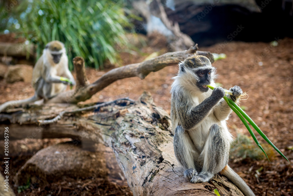 Obraz premium Vervet Monkey chewing on a leaf