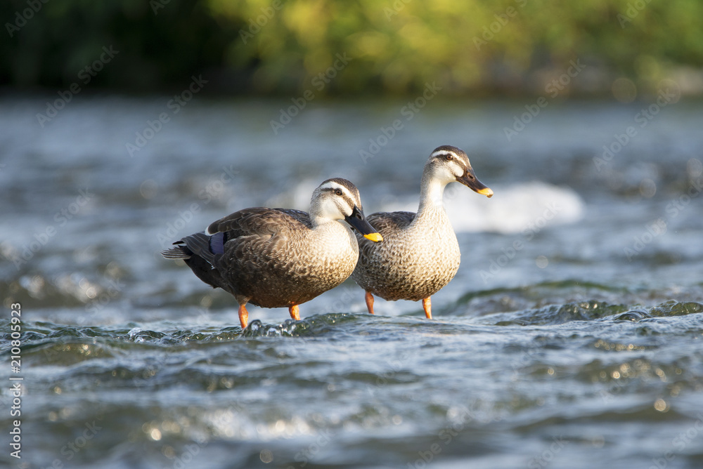 Couple of spot-billed ducks in the shallows of the river.
Couple of spot-billed ducks in the shallows of the river.