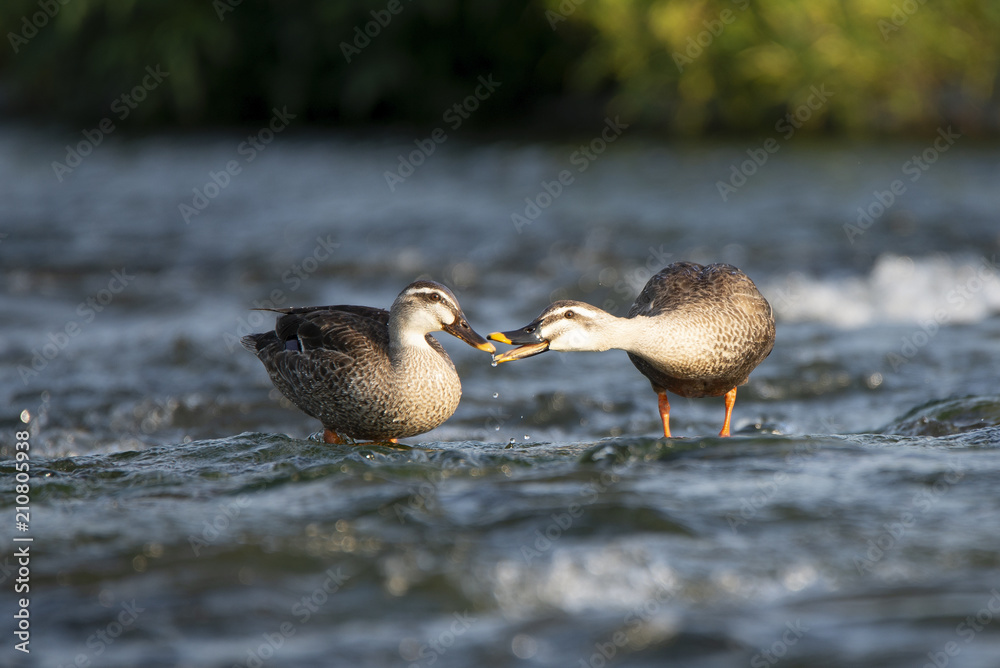 Couple of spot-billed ducks in the shallows of the river.
Couple of spot-billed ducks in the shallows of the river.