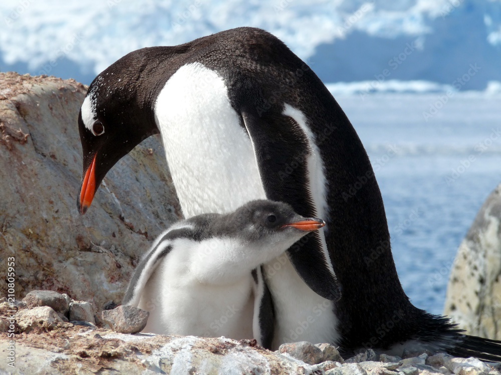 Naklejka premium Gentoo penguin and cub
