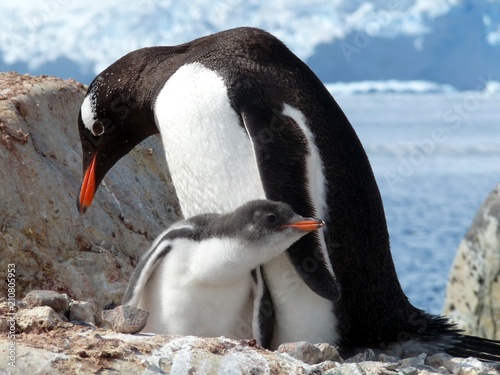 Gentoo penguin and cub