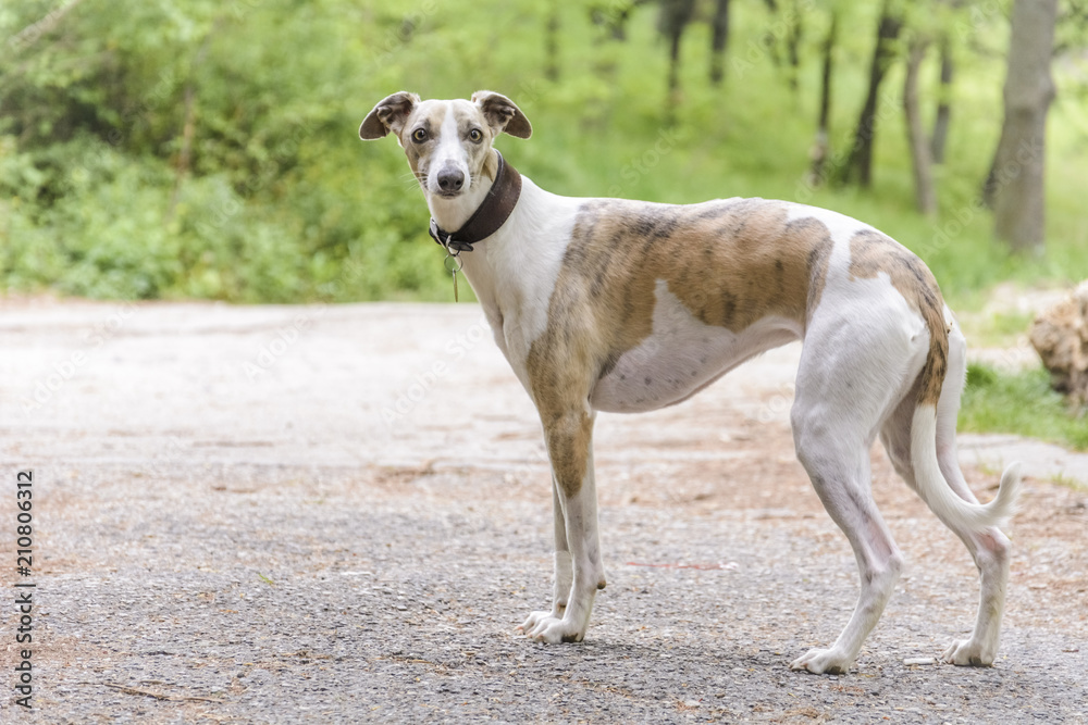 Whippet dog close up against blurry back ground.