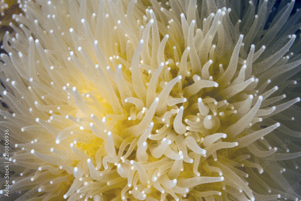 Pillar coral,Dendrogyra cylindricus Pillar coral,Dendrogyra cylindricus