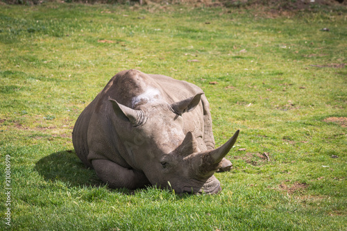 Sleeping rhinoceros
