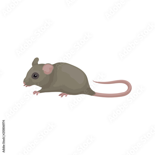 Gray domestic mouse. Small rodent with pointed snout, rounded ears and long pink tail. Flat vector element for poster or banner of zoo shop