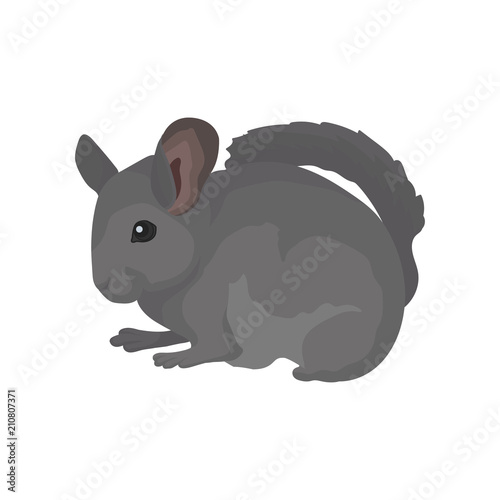 Gray domestic chinchilla. Rodent with soft fur, small ears and long bushy tail. Small mammal animal. Flat vector for poster or banner