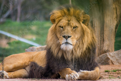 lion facing camera
