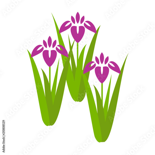 Fototapeta Naklejka Na Ścianę i Meble -  菖蒲の花