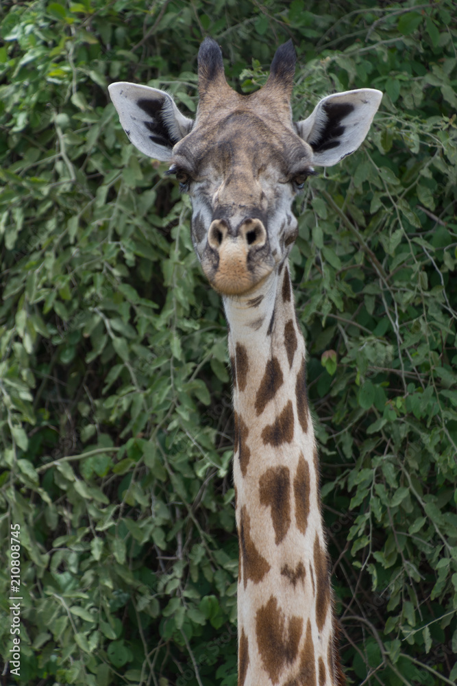 Giraffe