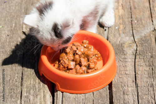 Cute small kitten eating his food from orange plastic bowl on old wooden floor