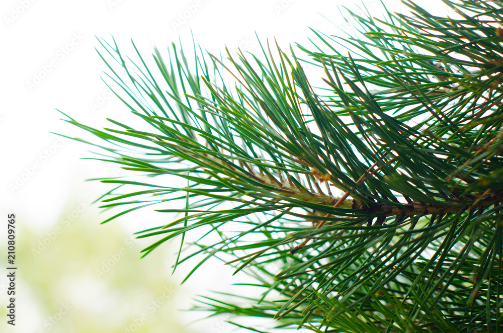 fir tree branch fir tree branch