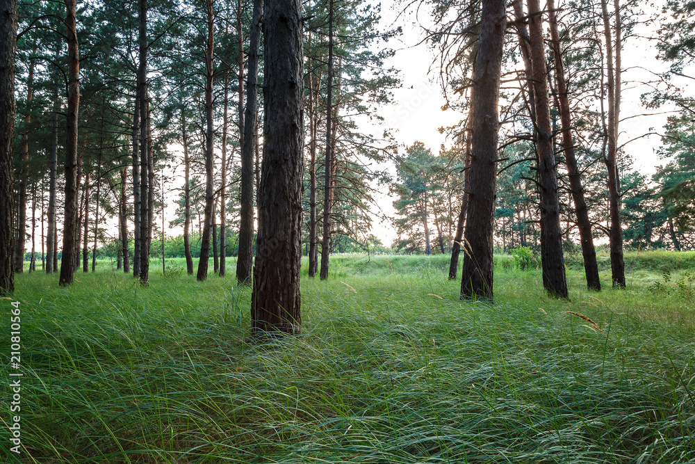 Fototapeta premium Pine forest and green grass in the sun