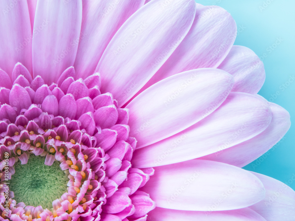Beautiful pink gerbera flower in macro closeup. Wallpaper, background, desktop, cover.