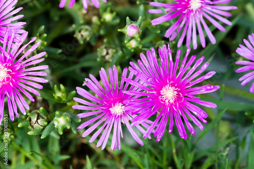 Delosperma cooperi, common names Trailing Iceplant, Hardy Iceplant, or Pink Carpet. Closeup.