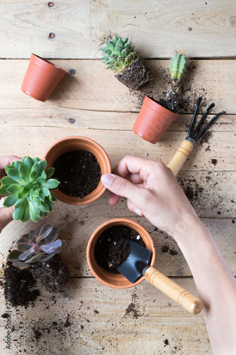 Crop person planting beautiful cactus plant