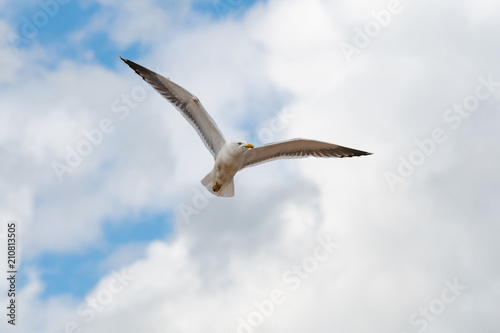 Lesser black-backed gull  Larus fuscus in flight against sky background