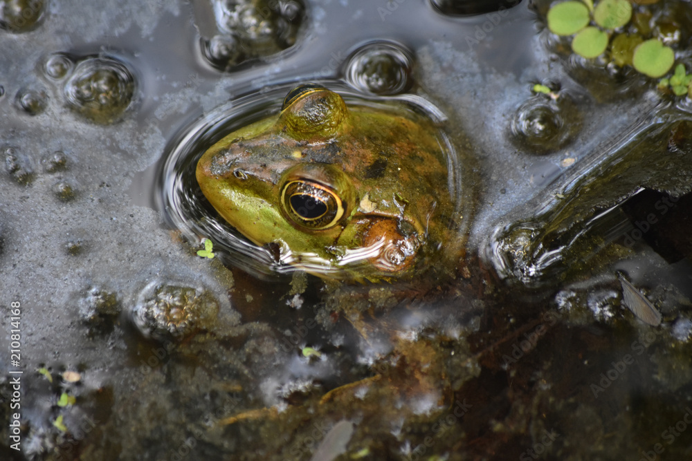 Fototapeta premium Fantastic Bullfrog in the Swamp of Barataria Preserve