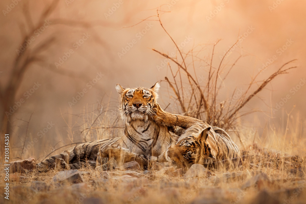 Tigress and cute cub in amazing nature habitat. Tigers in the golden light.  Wildlife scene with danger animals. Hot summer in India. Dry area with  beautiful indian tiger, Panthera tigris tigris Stock