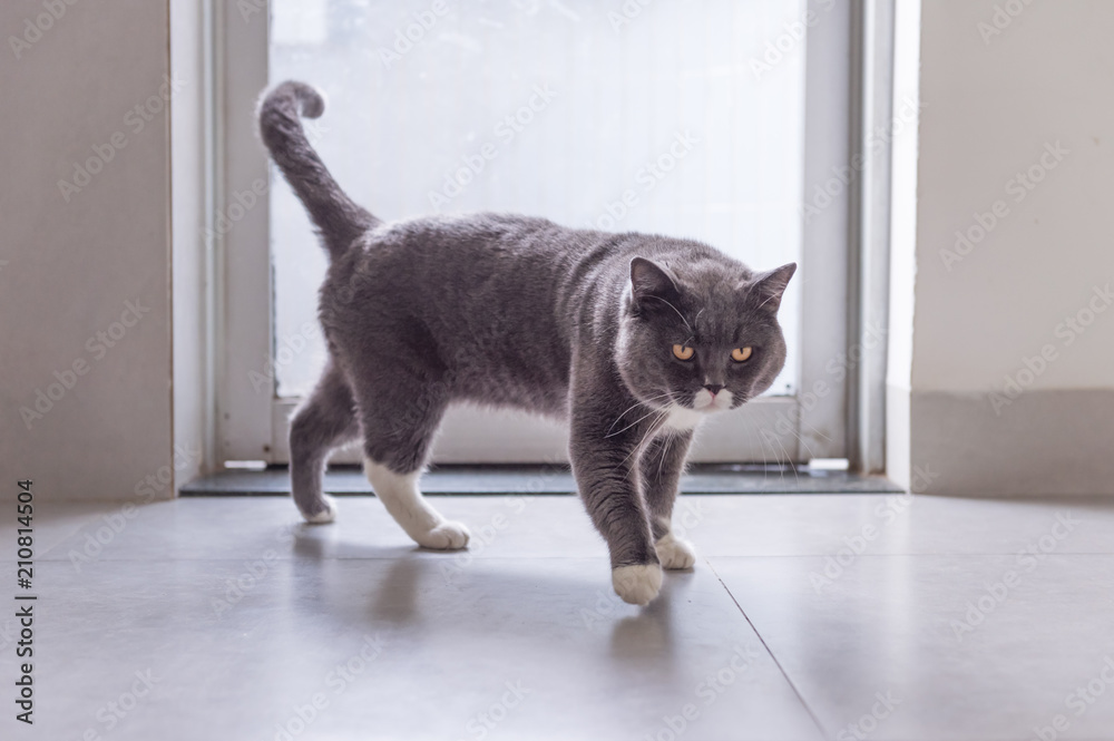 British short hair cat, shot indoors