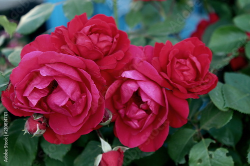 a beautiful bud of scarlet flowering roses