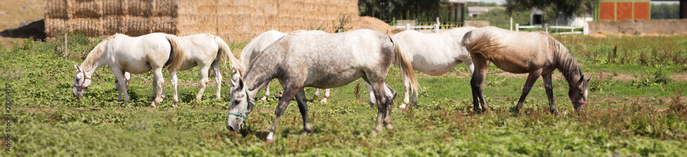 Beautiful Horses At The Farm Feeding at Pasture Beautiful Horses At The Farm Feeding at Pasture