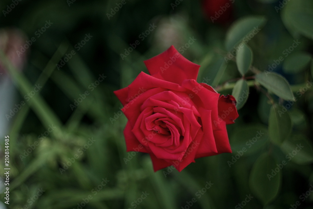 a beautiful bud of scarlet flowering roses a beautiful bud of scarlet flowering roses