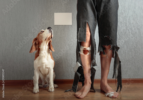 Fototapeta Naklejka Na Ścianę i Meble -   Beagle and his owner in torn pants and bitten feet.