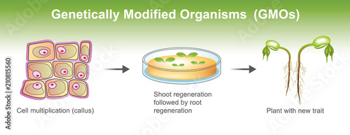 Genetically Modified Organisms