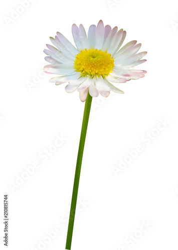 Daisy or chamomile flower isolated on white background, vector illustration photo realistic macro.
