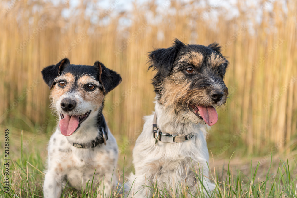 Jack Russell Terrier. Two small cute dogs sit in summer in front of a cornfield on a green meadow Jack Russell Terrier. Two small cute dogs sit in summer in front of a cornfield on a green meadow