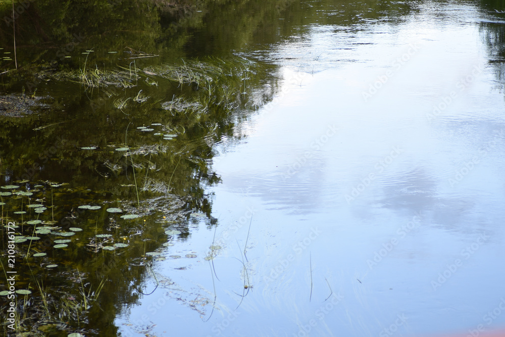 background water algae background water algae